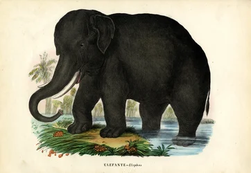Asiatischer Elefant, 1863-79
